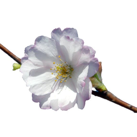 Новый розыгрыш подарков для Директоров и выше!